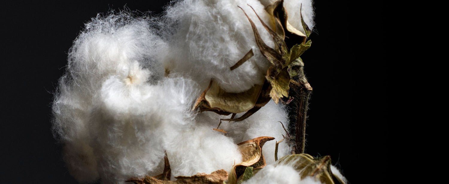 COLLECTION SWITCHER COTON BIO